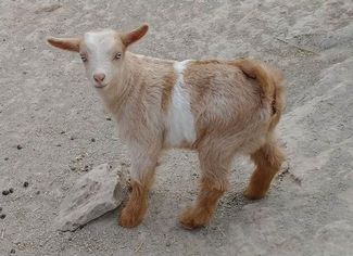 Land Listing Broker Logo