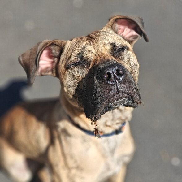 Land Listing Agent Photo