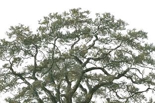 Land Listing Broker Logo