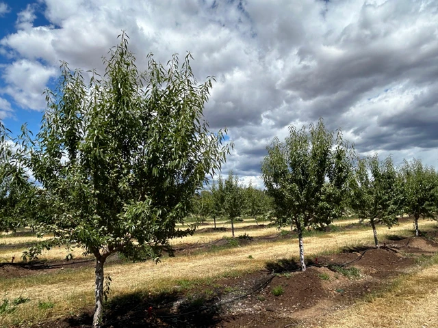 Nearby Listing Image