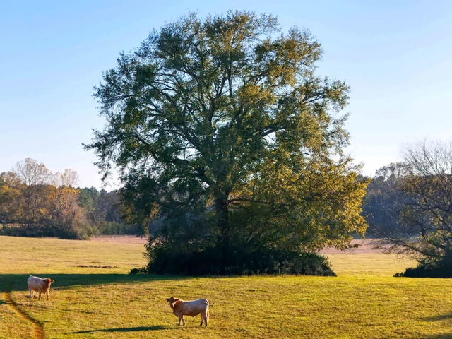 Nearby Listing Image