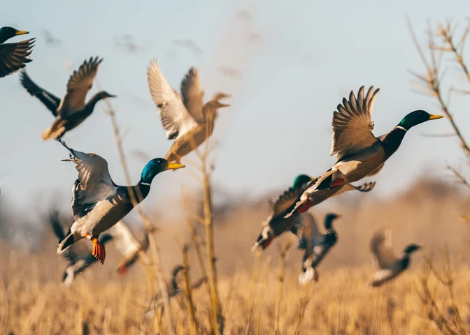 Nearby Listing Image