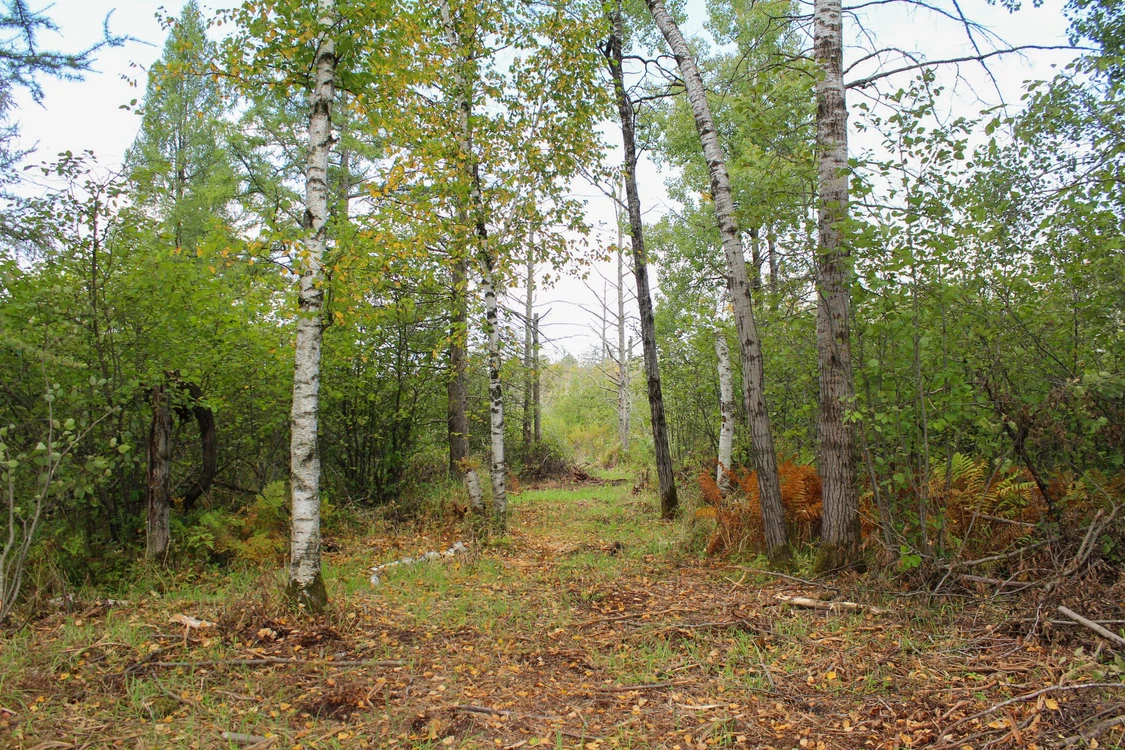 Main Listing Image